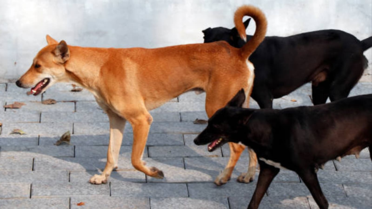 Stray Dog Attacking caught on camera: A young girl pulled and bitten into Karnataka’s Hubballi as she screamed in pain | Tech Word News