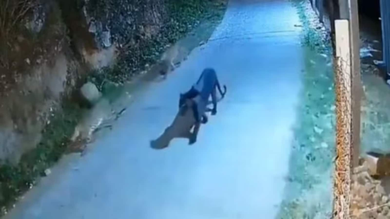 Rare observation: Black Panther captured on a camera walking with leopards in Nilgiris Tamil Nadu | Tech Word News