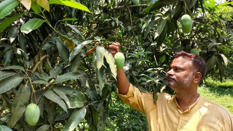 Mint explanation: How exotic apples play local mango