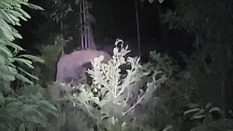 Tirupati in grip of fear like an elephant herd and leopard roams near the foot of Tirumal