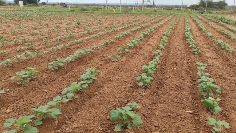 Farmers expect rain for good yield of monsoon crops in Yadgiru
