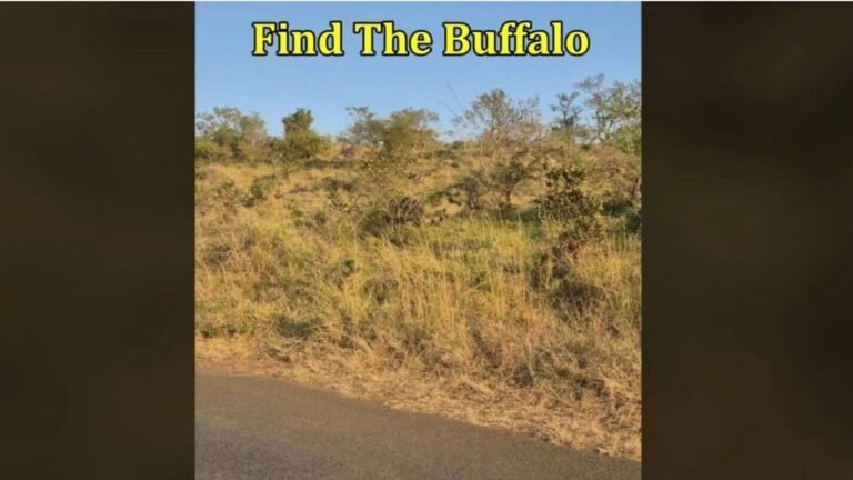 Optical illusion: 10/10 If you can see buffalo in 5 seconds | Tech Word News