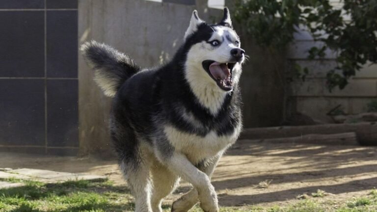 Caught on the camera: Gurogram woman seriously injured in dog attacks during morning walk in a luxury complex | Tech Word News