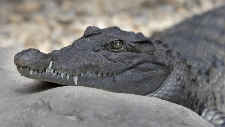 Crocodile seen on Bridge Road rod in Vadodar, video goes viral | Tech Word News