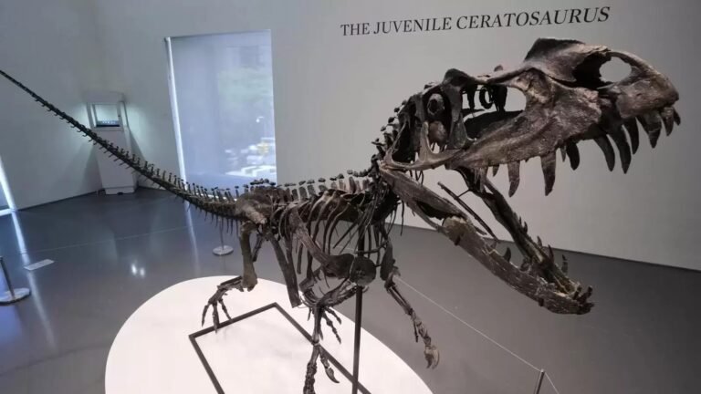 The biggest piece Mars will attract $ 5.3 million in the auction, young dinosaurus skeleton steals show | Tech Word News