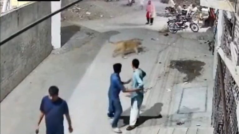 Terror on the streets Lahore: Pet Lion escapes the farm, attacks women, children in a terrible street; VIDEO | Tech Word News