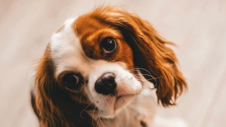 Pet Clinic passes through the sick dog for insurance, tells the owner to “accept his death” Tech Word News