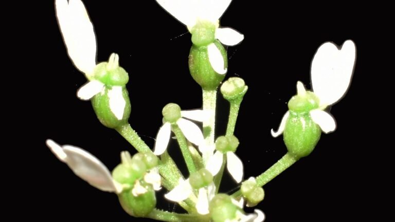 New plant species found in western ghats