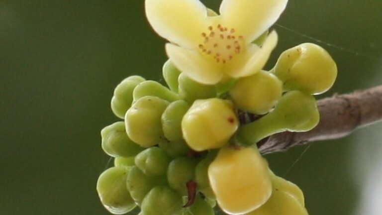 New Garcinia species found in Assam, named after a botanical mother