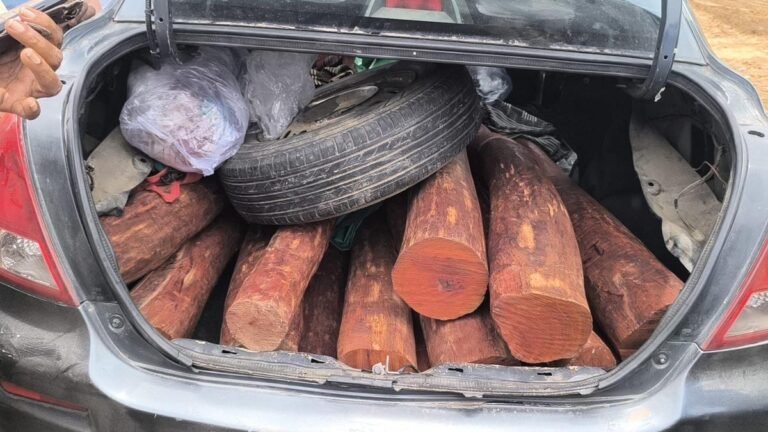 Police entertain 350 kg of red sanders in tirupatura