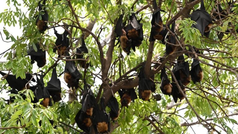 To prevent nipah, learning is safe to live with bats forward, experts say