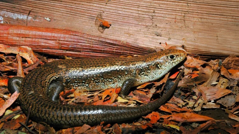 Scientists have found a gene that makes Aussie skinks immune to a deadly snake poison