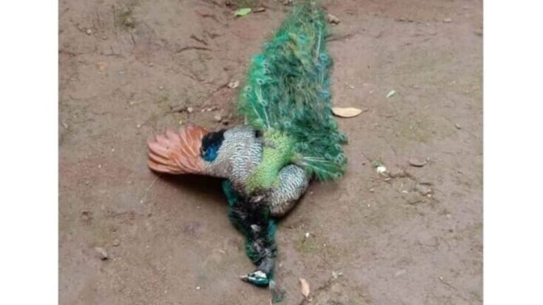 Karnataka Shocker! After 5 deaths of tiger, 20 peacocks mysteriously die near the stream in the village of Hanumanthapura | Tech Word News