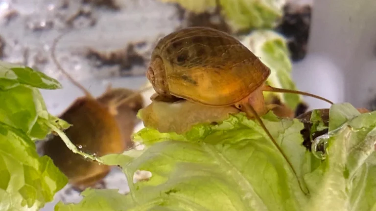 Can people recur your eyes? These snails are already doing