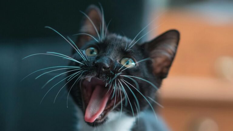 Teenagers cut open kittens, burned with loops, “really wanted to murder someone” | Tech Word News
