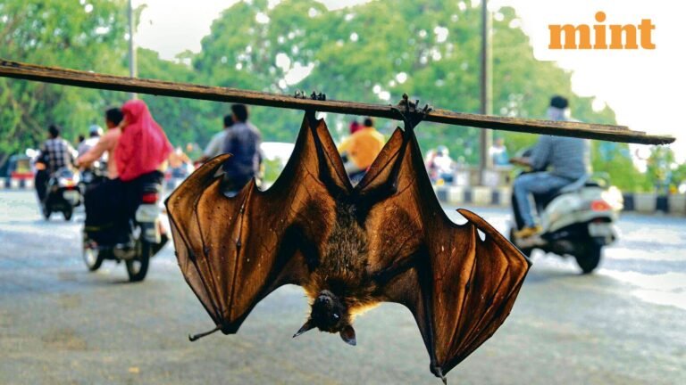 Mpox, Nipah in Foupor As India updates zoonotic diseases