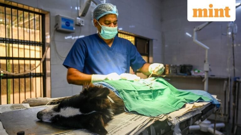 Explained: Why India wants medical faculties to fight rabies Tech Word News