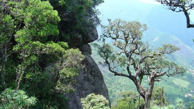 Finally, justice for forest officials in Mathikettan’s release