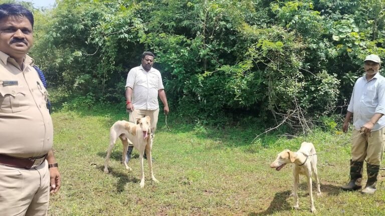 Mudhol Hounds Chandra and Kala protects the trees of sandalwood in the shikaripura forests