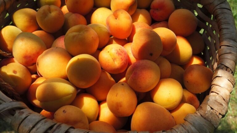 As apricots report the Indian cold desert on a global map