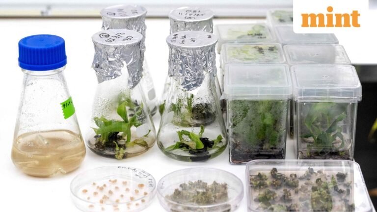 A new Indian velocity reproduction gap that gives improved seeds faster