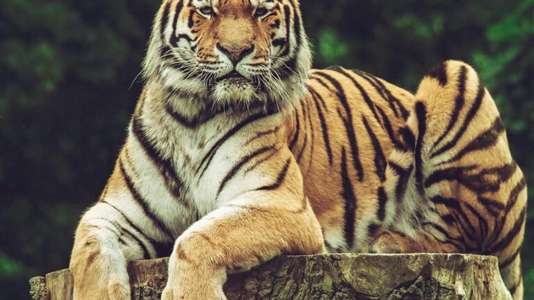 Hiking, Animal Glass Impact on the intestinal microbiom of tigers, finds a study of CCMB