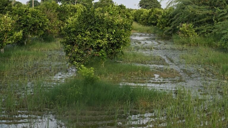 Pandjab growers are afraid of rain after rain
