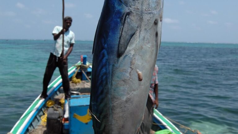Global Ecological Brand Center Eyes for Fishing Tuna Lakshadweep using traditional fishing methods