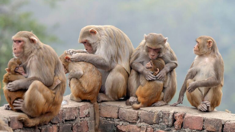 Trouble with the monkey? Madhya Pradesh Forest Dept says Panchayats to “finance” fixation | Tech Word News