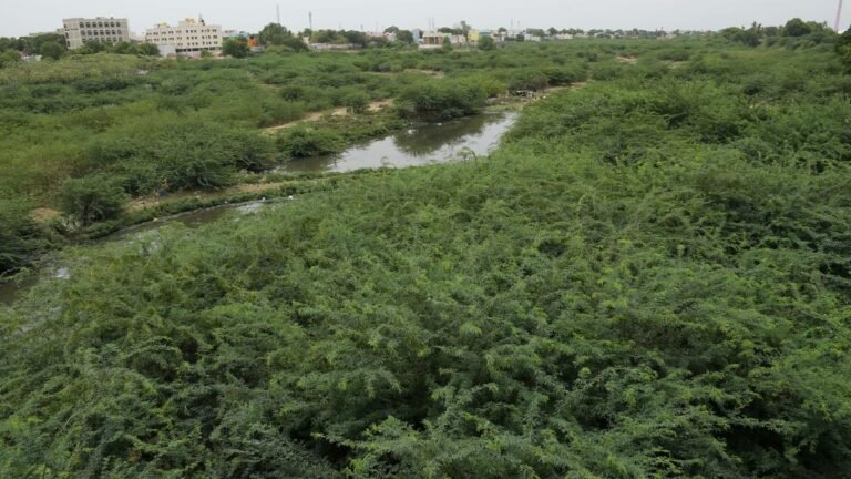 517 villages in Tamil Nadu are “Seemai karuvelam”: Tamil Nadu government tells Madras High Court