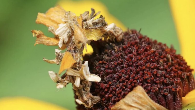 Optical illusion: You have a super ugly vision if you find hidden Caterpillar | Tech Word News