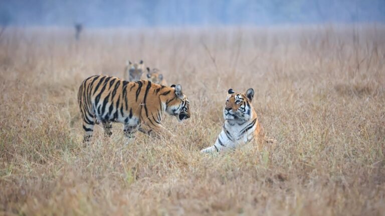 Human conflict-a-live life escalates in Chandrapur because five others were the victim of big cats