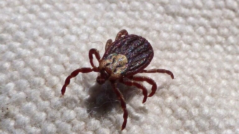 Deadly parasite “Kissing Bug” found in 32 American states: everything you need to know about Chagas Chose | Tech Word News