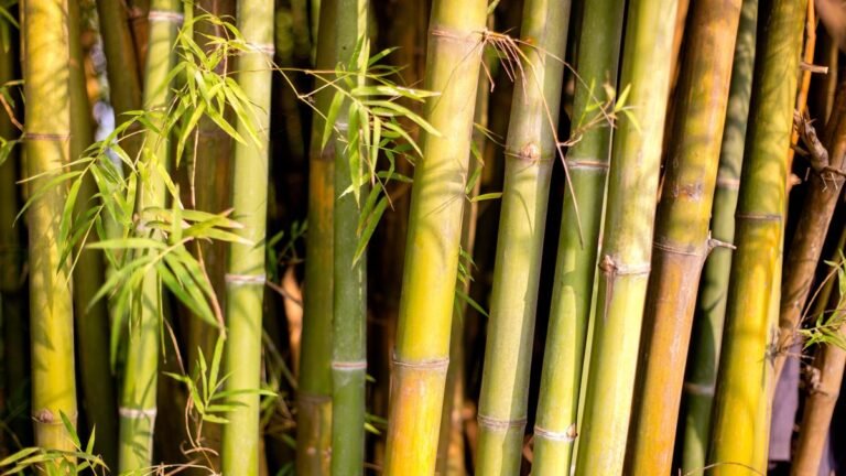 Agenda for a sustainable bamboo economy set up in Assam Conclave