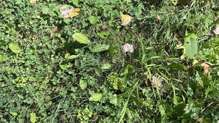 Optical illusion: Hidden toad in 10 seconds | Tech Word News