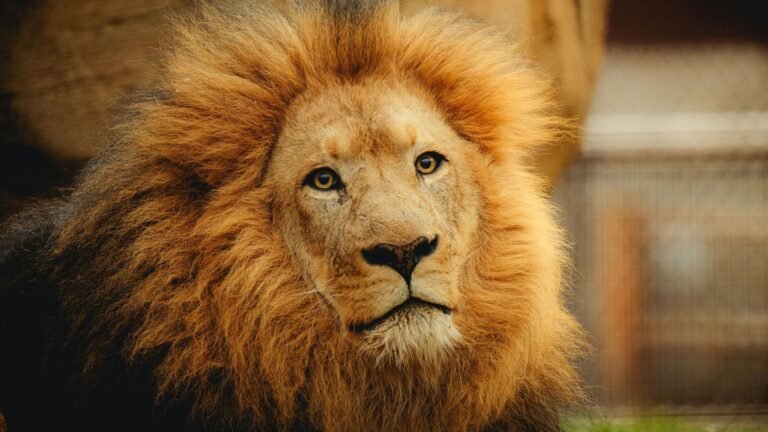 Veteran Zookeeper ate the lively pride of the lions in front of tourists in Safari World in Bangkok; Video goes viral Tech Word News