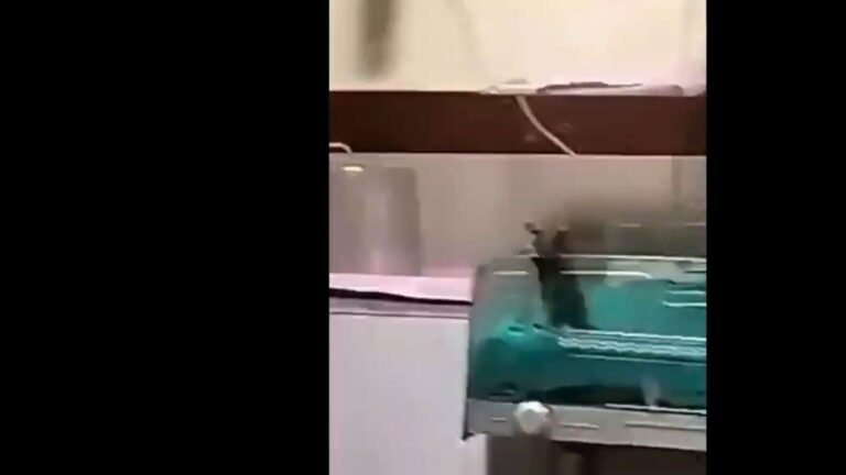The second newborn dies after the bite of rats in Madhya Pradesh Govt Hospital; Myh Chief says death due to “congenital anemia” Tech Word News