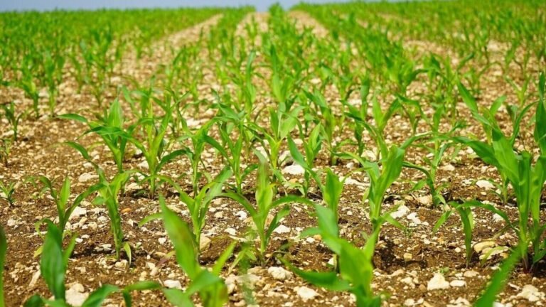 ICAR for studying risks for Indian rabbi crops from harsh winters associated with la niña | Tech Word News