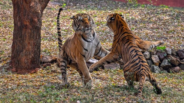 Relocation of forest dwellers from tiger reserves must be voluntary: Tribal Affairs Ministry