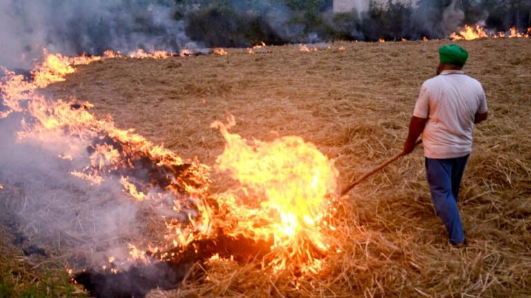 The data show that farmer’s fires in Punjab have fallen by 70% in 2024, but a more accurate rate of the total “burned area”