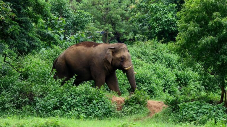 Almost 60% of Indian elephants are in Karnataka, Assam, Tamil over