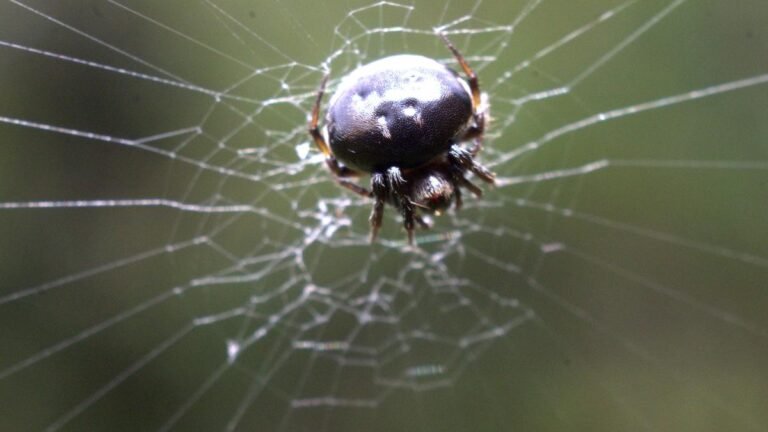 Survey in idukki Sanctare Reports First Record of Spider kind of ARANEUS NOX in India