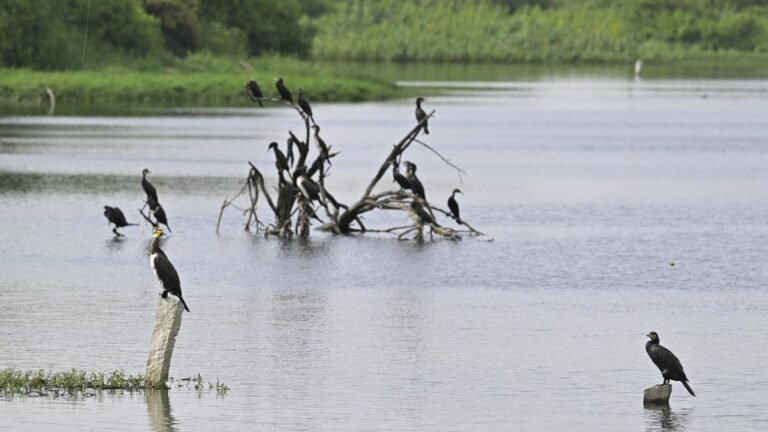 How to attract birds, butterflies and other beings? – Experts propose measures because Hydraa rejuvenates Hyderabad’s Lakes