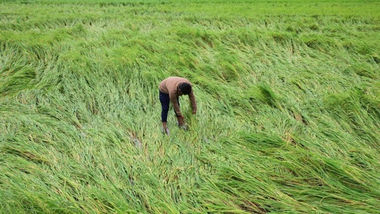 Flood-hit farmers pick up the pieces in Guntur
