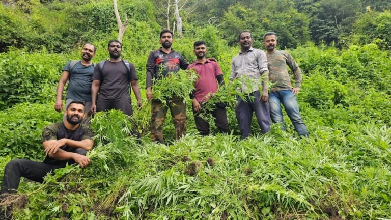 Police will destroy nearly 10,000 Ganja plants in Attappady