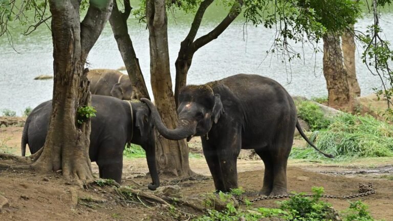 The public can adopt animals at the Bannerghatta Biological Park for a period of five years under the new adoption policy