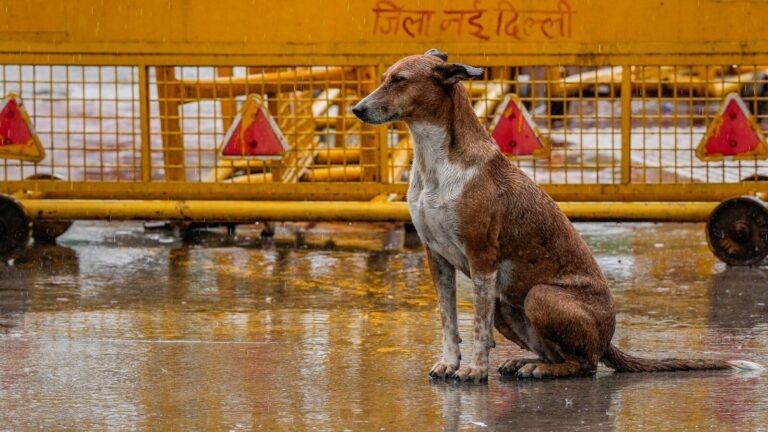 Maharashtra News: 3-year-old girl brutally beaten to death by stray dogs in Jalna after she wandered away from home | Today’s news