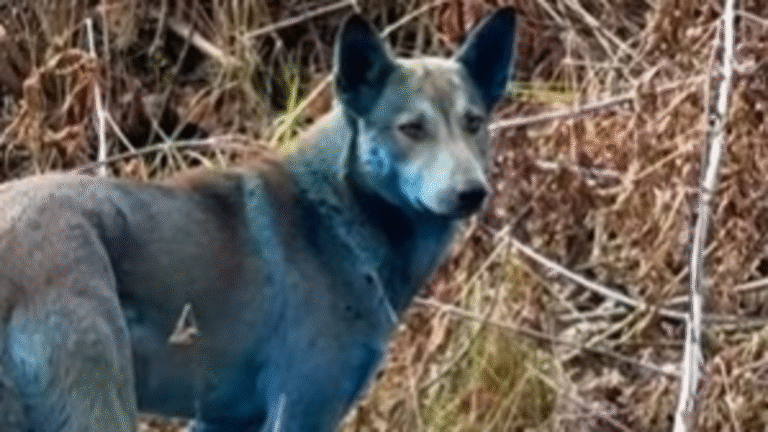 Chernobyl mystery blue dogs deepen after NGO video goes viral – is it AI or real? | Today’s news
