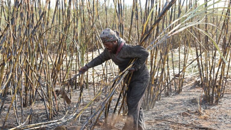 Govt’s step towards regulating units of sugar khandsari sees a weak start