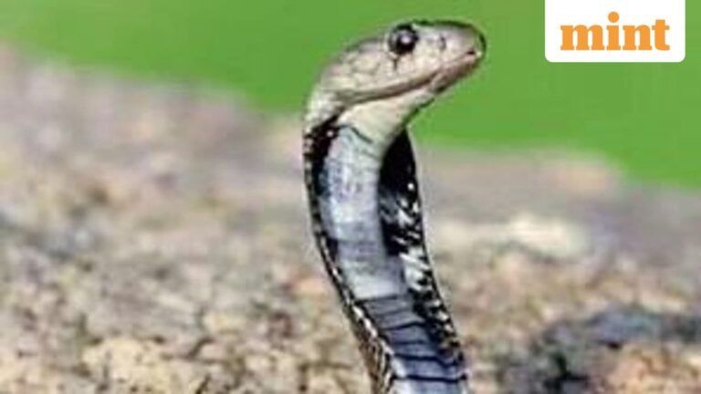 Cobra Battalion Jawan dies at Snakebite in Jharkhand’s West Singhbhum | Tech Word News